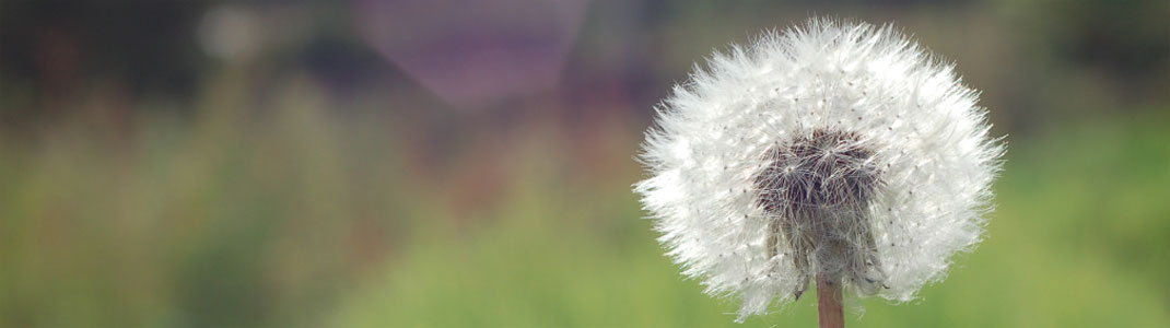 dandelion